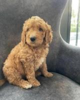 Adorable Miniature Goldendoodle pups ready to go today