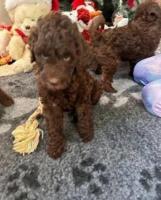 Double Doodle health tested puppies Ready NOW +1(559) 745-5646