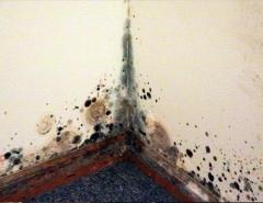 Professional Mold and Water Removal Services for Hotels in Naples