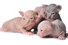 Adorable Baby Sphynx Cat: A Guide to Care and Cuteness