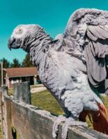 African Grey Parrot: ALFIE
