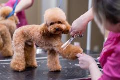 Deck the Paws: Hacks to Keep Your Grooming Business Merry