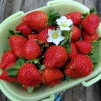 Explore Strawberry Plants for Sale to Sweeten Your Garden - Shop Now!