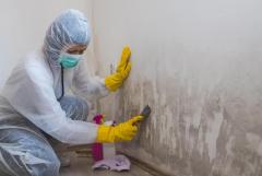 Mold Solutions And Inspections Services in SW, Florida