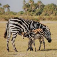 A Safari to Remember: Nairobi to Mombasa Expedition