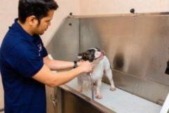 Dubai's Premier Pet Grooming: Keeping Your Pets Stylish and Happy
