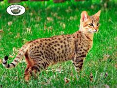 Explore Top Quality Savannah Kittens for Sale with Belle Hollow Farms