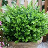 Evergreen Elegance Collection: Premium All Shrubs for Sale