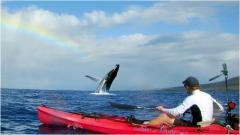 Majestic Encounters: Whale Watching Wonders in Hawaii