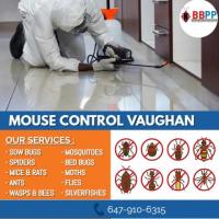 Mice Control Vaughan | Mouse Control Vaughan