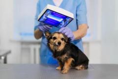 Microchip for Dogs - Atlas Pet Hospital