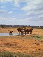 Escape to the Serengeti: Exclusive Kenya Safari Holiday Packages