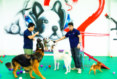 Best Pet Daycare & Top-Notch Services in Dubai