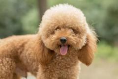 Discover endless joy with the charming Cavapoo puppies! 