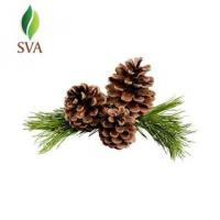SVA the Source of Essential Oils for Wholesale Distribution
