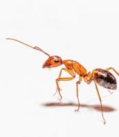 Expert Solution for Carpenter Ants Services in Maine