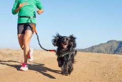 Gear Up for Your Next Run: Rocky Mountain Dog's Jogging Leash Selection