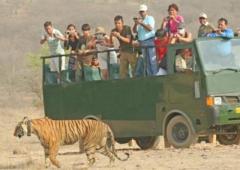 Experience Wildlife Adventure: Sariska Safari Booking | Sariska Park