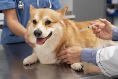 Dog Microchipping at Atlas Pet Hospital