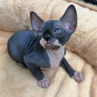 Shpynx Kittens for Sale