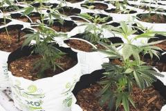 Buy OMRI-certified and renewable strawberry grow bags from RIOCOCO