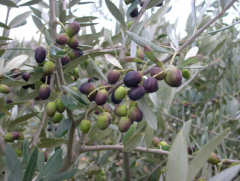 Get Top-Quality Varieties of Olive Trees for Sale