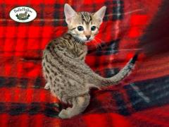 Buy a Savannah Cat: Exotic and Playful Feline Companions for Sale