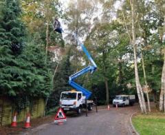 Tree Removal in Hitchin