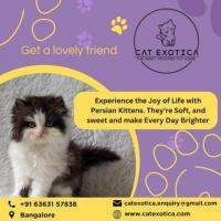 Cat Exotica | Persian Cats for Sale in Bangalore