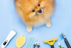 Experience Top-Quality Pet Grooming in Dubai