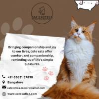  Cat Exotica | Best Cat in Bangalore