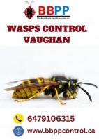 Wasp Control Vaughan - BBPP pest Control