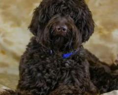 Exquisite Black Labradoodle Puppies Available in Florida