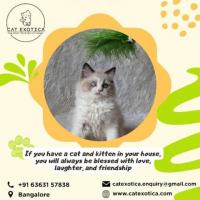 Cat Exotica | Best Cat in Bangalore