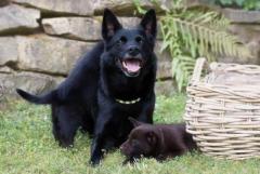 Exquisite Black German Shepherd Puppies Available at Smith farms