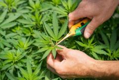 Explore Premium Cannabis Products in BC