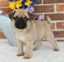 Top-Rated Pug Breeders Ready to Make Your Pup Dreams Come True!