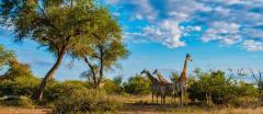 Embark on an affordable African safari adventure with African Traveller Ltd's 