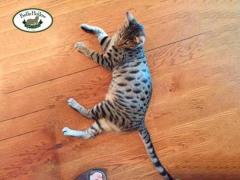 Savannah Cat Breeders Near You | Top Quality Kittens Available