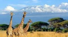Cape of Good hope private tour | Ingwe Africa Safaris