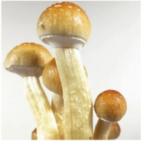 Your Trusted Mushroom Spores Shop | Quality Spores Store