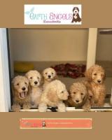 Adorable Labradoodles Available for Adoption in British Columbia