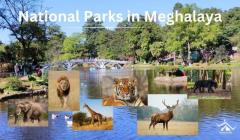 Unveil The Untamed: National Parks In Meghalaya
