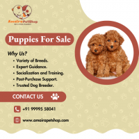 Poodle Dog Breeder | Toy Poodle Puppies - Amaira Pet Shop
