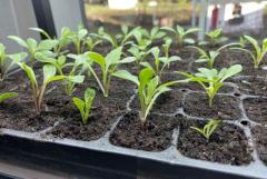 5 stappen en 5 tips voor het succesvol planten of oppotten van dahlia-knollen