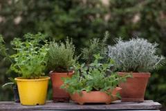 5 tips om kruiden zoals thijm, oregano en rozemarijn op de juiste manier te oogsten en te drogen.