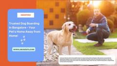 Premier Dog Boarding in Bangalore: Trust Snouters for Exceptional Care