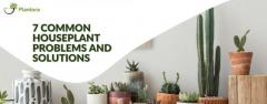  Common Houseplant Problems And Solutions