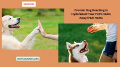 Premier Dog Boarding Services in Hyderabad | Your Pet's Home Away from Home