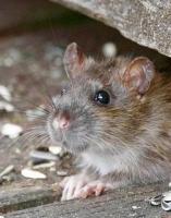 Expert Rat Control Services In Maine